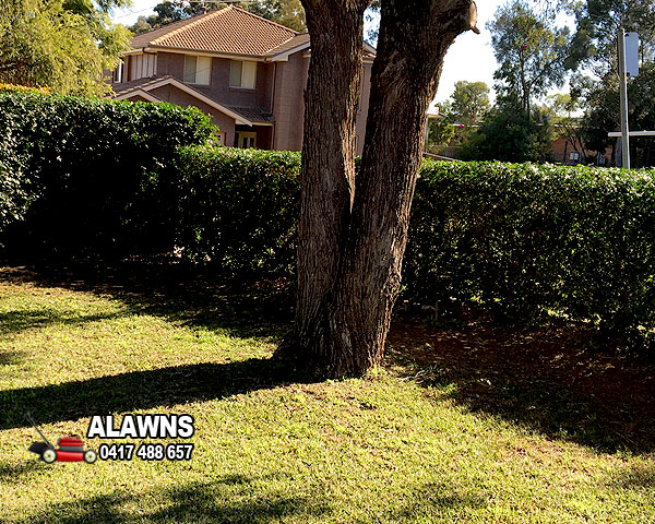 Hedge Cutting Toongabbie Area