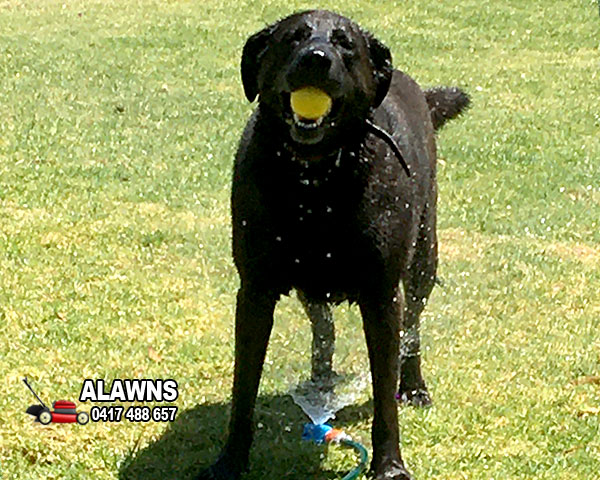 Alawns will look after your lawns & pets while on Holidays