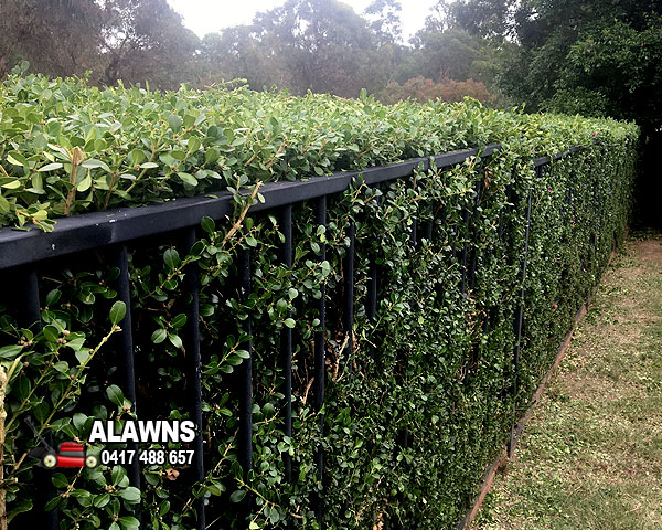 Cut my Hedge in Baulkham Hills
