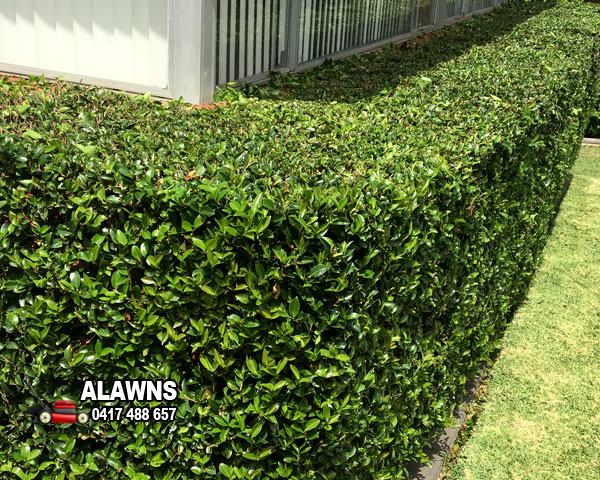 Trim Garden Hedges In Baulkham Hills