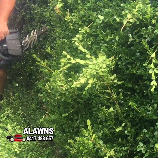 Hedge Trim in Castle Hill