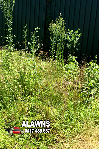 Back yard clean up required in Baulkham Hills